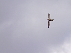 Enfärgad seglare Apus unicolor Plain Swift Maspalomas, Gran Canaria.