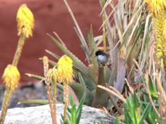 Sammetshätta (Sylvia melanocephala, Sardinian Warbler) Maspalomas, Gran Canaria.