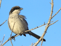 Ökenvarfågel (Lanius koenigi, Southern Grey Shrike) Maspalomas, Gran Canaria.