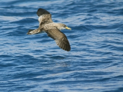 Gulnäbbad lira (Calonectris diomedea borealis, Cory's Shearwater) Maspalomas, Gran Canaria.