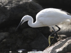 Silkeshäger Egretta garzetta Little Egret, Maspalomas, Gran Canaria, Spain.