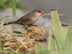 Helenaastrild (Estrilda astrild, Common Waxbill) Maspalomas, Gran Canaria.