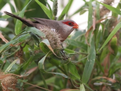 Helenaastrild (Estrilda astrild, Common Waxbill) Maspalomas, Gran Canaria.