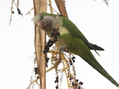 Munkparakit Myiopsitta monachus Monk Parakeet, Maspalomas, Gran Canaria, Spain.