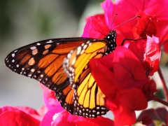 Monark (Danaus plexippus) Maspalomas, Gran Canaria, Spain.