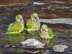 Munkparakit (Myiopsitta monachus, Monk Parakeet) Maspalomas, Gran Canaria, Spain.