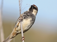 Spansk sparv (Passer hispaniolensis, Spanish Sparrow) Maspalomas, Gran Canaria.