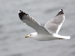 Medelhavstrut (Larus michahellis (atlantis), Yellow-legged Gull) Maspalomas, Gran Canaria, Spain.