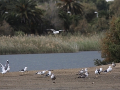 Medelhavstrut (Larus michahellis (atlantis), Yellow-legged Gull) Maspalomas, Gran Canaria.