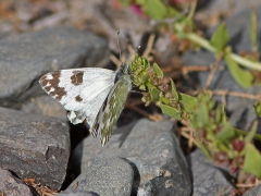 Grönfläckig vitfjäril (Pontia daplidice, Bath White) Maspalomas, Gran Canaria.