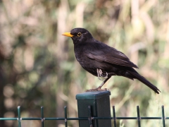 Koltrast (Turdus merola, Blackbird) Maspalomas, Gran Canaria.