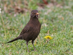 Koltrast (Turdus merola, Blackbird) Maspalomas, Gran Canaria.