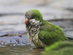 Munkparakit (Myiopsitta monachus, Monk Parakeet) Maspalomas, Gran Canaria, Spain.