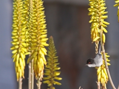 Sammetshätta (Sylvia melanocephala, Sardinian Warbler) Maspalomas, Gran Canaria, Spain.