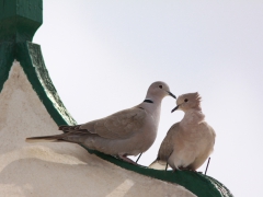 Turkduva Streptopelia decaocto Eurasian Collored Dove, Maspalomas, Gran Canaria, Spain.