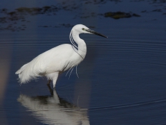 Silkeshäger Egretta garzetta Little Egret, Maspalomas, Gran Canaria, Spain.