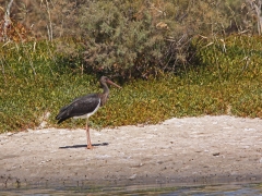 Svart stork (Ciconia nigra, Black Stork) la Charca, Maspalomas, Gran Canaria, Spain.