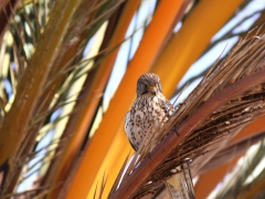 Tornfalk (Falco tinnunculus,  Common Kestrel) Maspalomas, Gran Canaria, Spain.