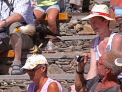 Tofscaracara Caracara cheriway Northern Caracara Palmitos Park, Gran Canaria, Spain.