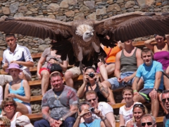 Gåsgam Gyps fulvus Eur. Griffon Vulture Palmitos Park, Gran Canaria, Spain.