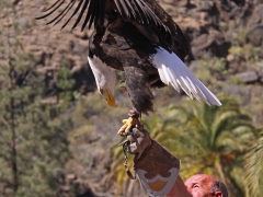 Vithövdad havsörn Haliaeetus leuccocephalus Bald Eagle Palmitos Park, Gran Canaria, Spain.