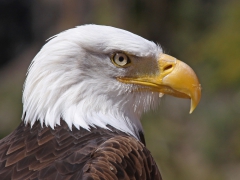 Vithövdad havsörn Haliaeetus leuccocephalus Bald Eagle Palmitos Park, Gran Canaria, Spain.