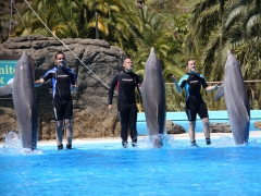 Delfinshow Palmitos Park, Gran Canaria, Spain.