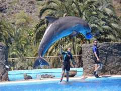 Delfinshow Palmitos Park, Gran Canaria, Spain.