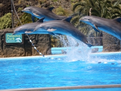 Delfinshow Palmitos Park Gran Canaria, Spain.