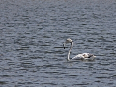 Större flamingo (Phoenicopterus roseus, Greater Flamingo) la Charca, Maspalomas, Gran Canaria, Spain.