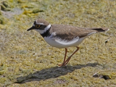 Mindre strandpipare ( Charadrius dubius, Little Ringed Plover)