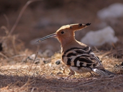 Härfågel Upupa epos Eurasian Hoopoe, Maspalomas, Gran Canaria, Spain.