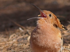 Härfågel Upupa epos Eurasian Hoopoe, Maspalomas, Gran Canaria, Spain.