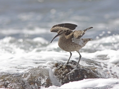 Småspov Numenius phaeopus Whimbrel, Maspalomas, Gran Canaria, Spain.