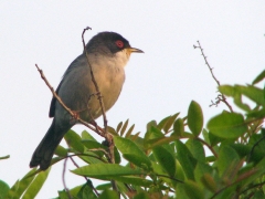 Sammetshätta (Sylvia melanocephala, Sardinian Warbler) Maspalomas, Gran Canaria.