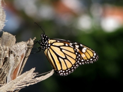 Monark  (Danaus plexippus) Maspalomas, Gran Canaria, Spain.