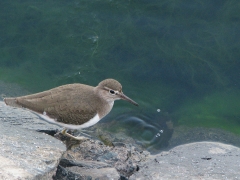 Drillsnäppa (Actitis hypoleucos, Common Sandpiper) a Charca, Maspalomas, Gran Canaria, Spain.