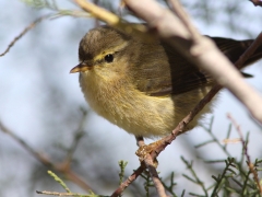 Kanariegransångare (Phylloscopus canariensis, Canaria Islands Chiff Chaff).