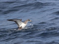 Gulnäbbad lira (Calonectris diomedea borealis, Cory's Shearwater) Maspalomas, Gran Canaria.