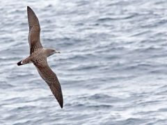 Gulnäbbad lira (Calonectris diomedea borealis, Cory's Shearwater) Maspalomas, Gran Canaria.