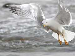 Medelhavstrut (Larus michahellis (atlantis) Yellow-legged Gull) Maspalomas, Gran Canaria, Spain.