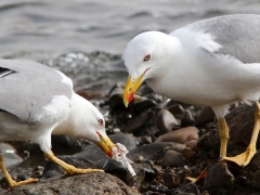 Medelhavstrut Larus michahellis (atlantis) Yellow-legged Gull