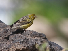 Kanariesiska Serinus canaria Atlantic Canary