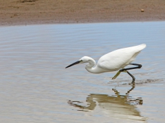 Silkeshäger Egretta garzetta Little Egret