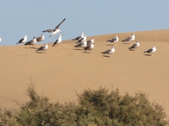 Medelhavstrut (Larus michahellis (atlantis) Yellow-legged Gull) Maspalomas, Gran Canaria, Spain.