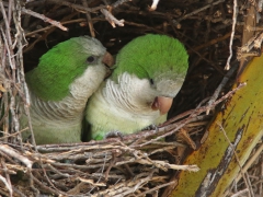 Munkparakit (Myiopsitta monachus, Monk Parakeet) Maspalomas, Gran Canaria, Spain.