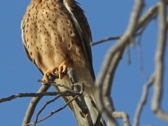 Tornfalk (Falco tinnunculus, Common Kestrel) Maspalomas, Gran Canaria, Spain.