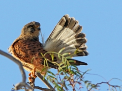 Tornfalk (Falco tinnunculus,  Common Kestrel) Maspalomas, Gran Canaria, Spain.