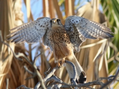 Tornfalk (Falco tinnunculus, Common Kestrel) Maspalomas, Gran Canaria, Spain.