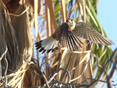 Tornfalk (Falco tinnunculus, Common Kestrel) Maspalomas, Gran Canaria, Spain.